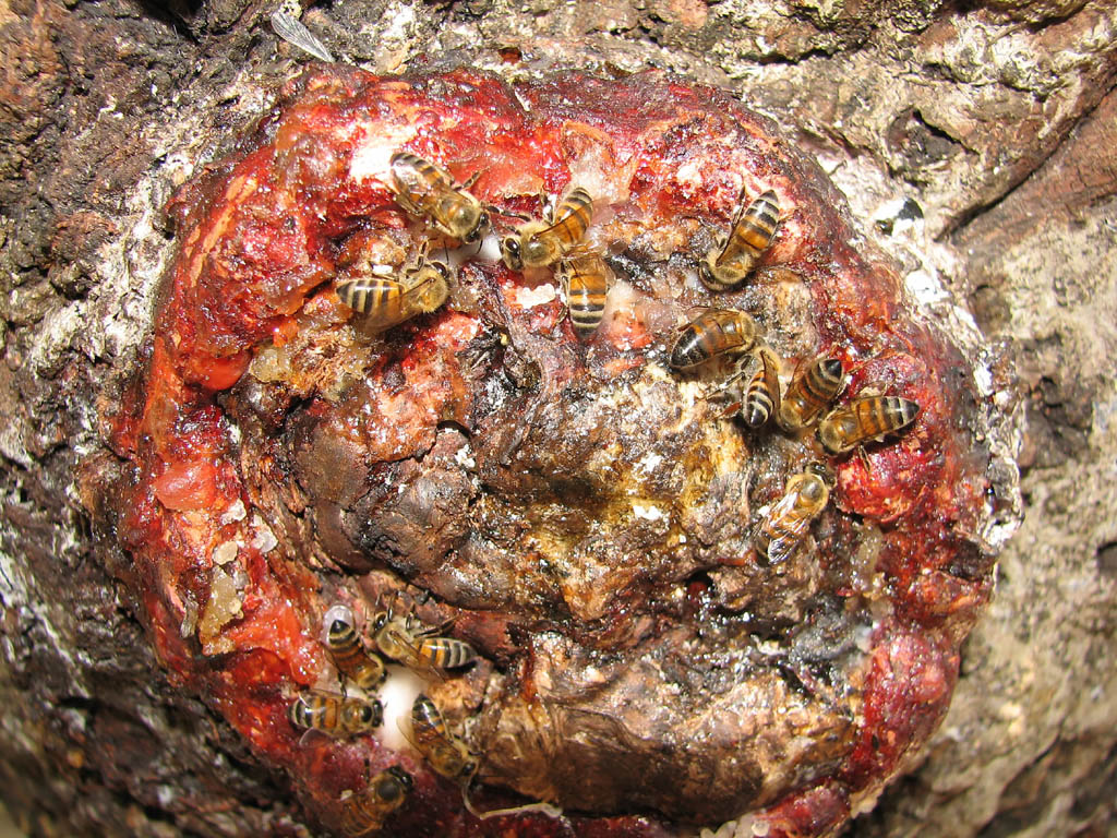 Bees (Category:  Travel)