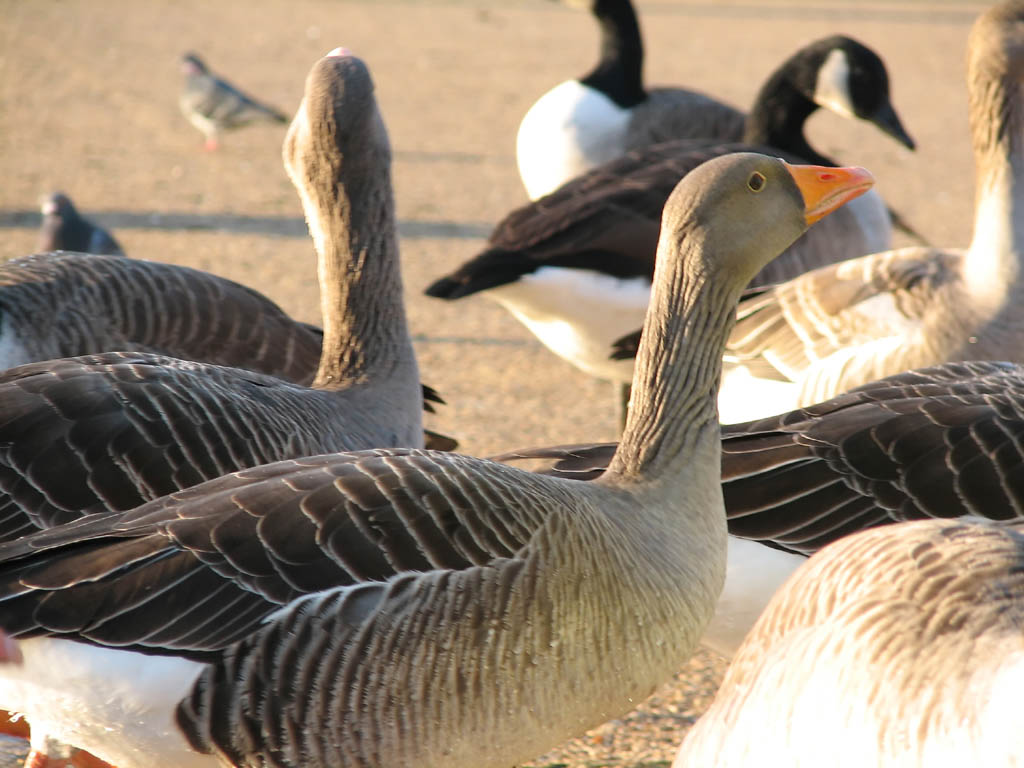 Geese in Hyde Park. (Category:  Travel)