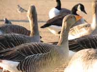 Geese in Hyde Park. (Category:  Travel)