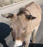 Burro in the park. (Category:  Rock Climbing)