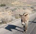 Burro in the park. (Category:  Rock Climbing)