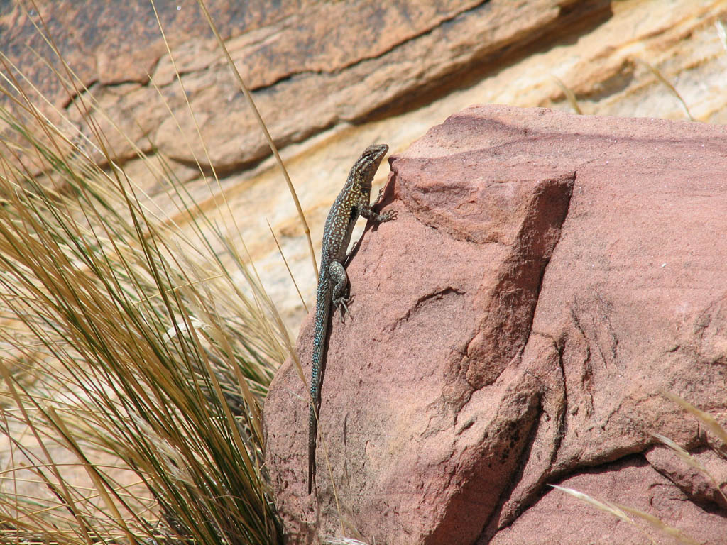 This little dude is happy as can be at 1000'. (Category:  Rock Climbing)