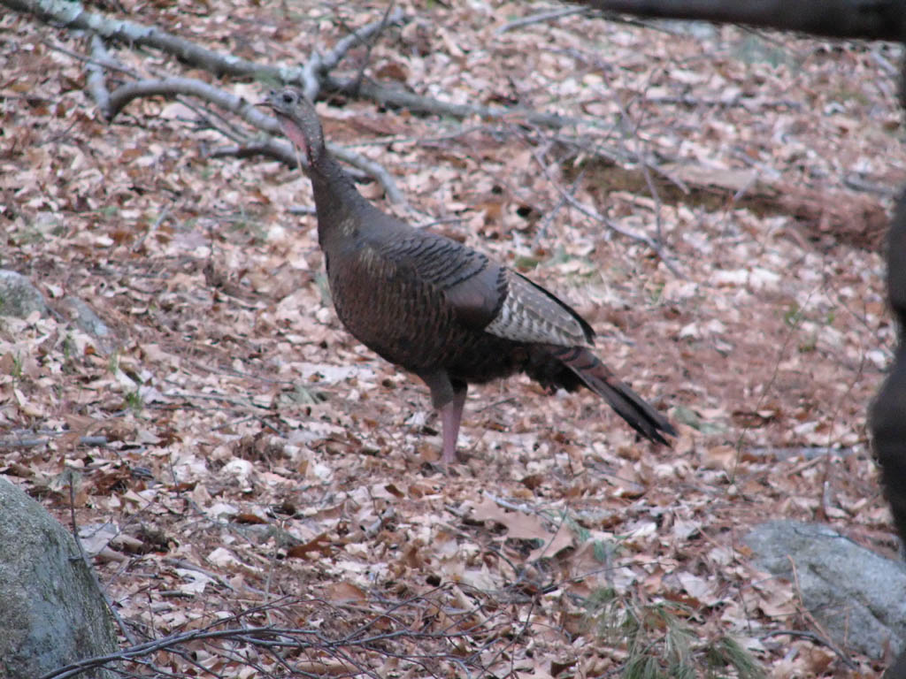 Back yard turkey. (Category:  Family)