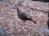 Back yard turkey. (Category:  Family)