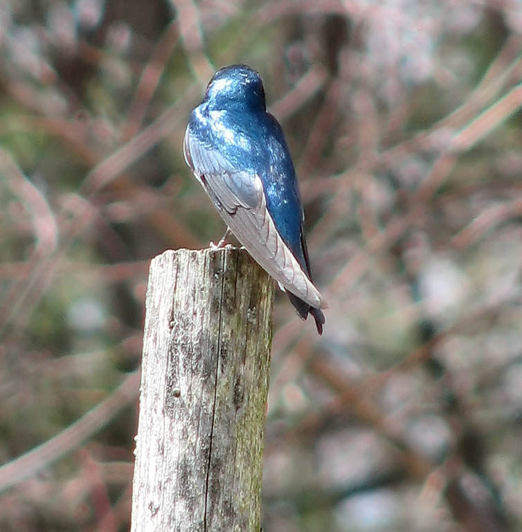 Bluebird. (Category:  Family)