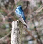 Bluebird. (Category:  Family)