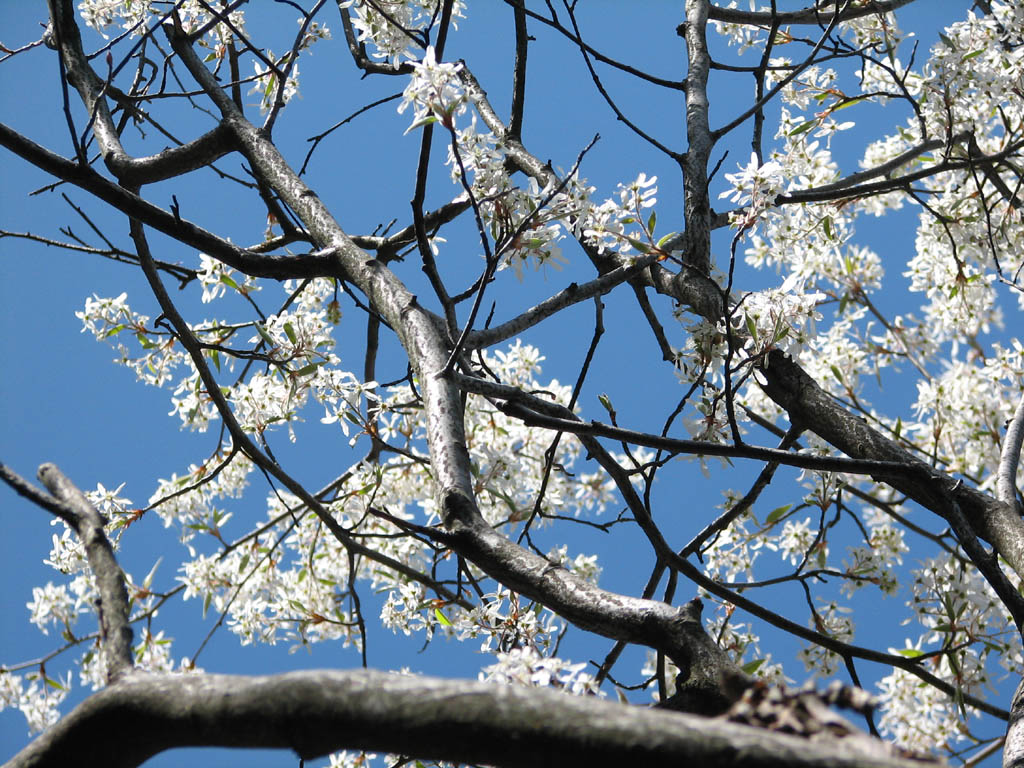 Cherry blossoms on the GT ledge. (Category:  Rock Climbing)