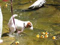 This dog was attacking all of the ducks as they went past. (Category:  Biking)