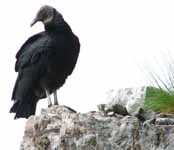 Black Vulture guarding The Dangler. (Category:  Rock Climbing)