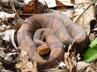 Copperhead on the carriage road in the morning. (Category:  Rock Climbing)