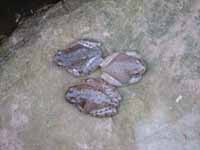 Three Frogs (Category:  Rock Climbing)