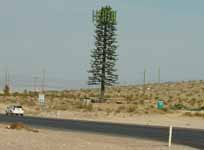 A cell tower disguised as a tree.  In the middle of the desert.  Where there isn't another tree for miles in any direction. (Category:  Rock Climbing)