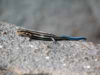 Blue Tailed Skink (Category:  Rock Climbing)