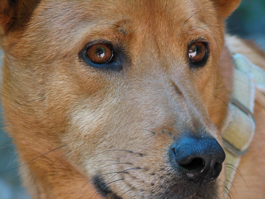 Beau (Category:  Rock Climbing)