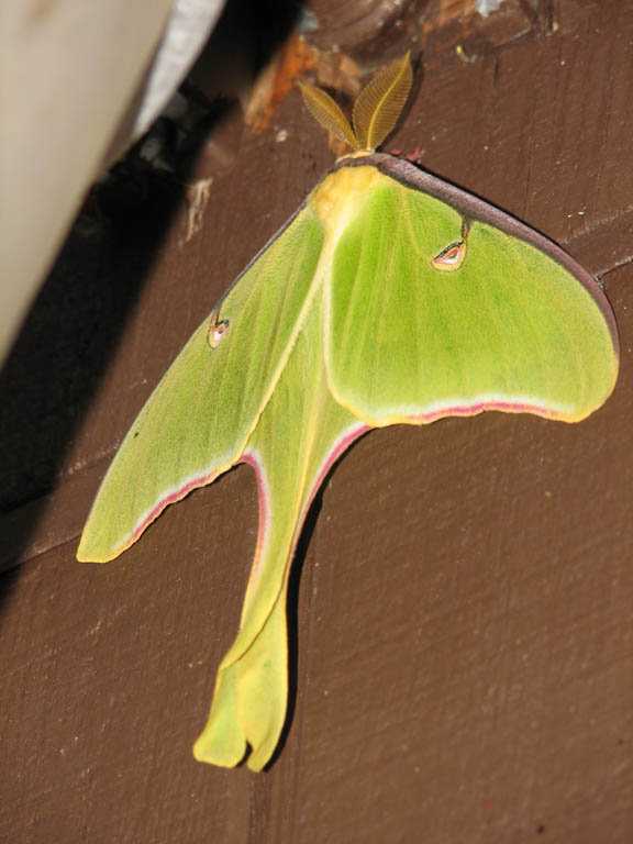 Luna moth (Category:  Rock Climbing)