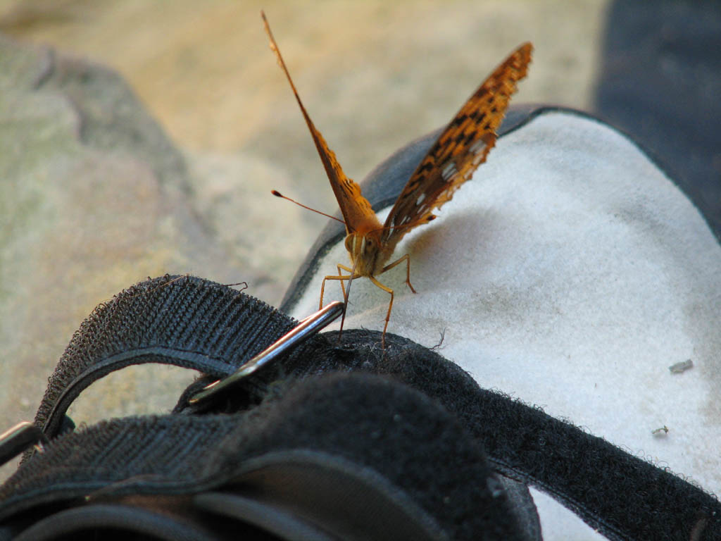 A very friendly butterfly. (Category:  Rock Climbing)