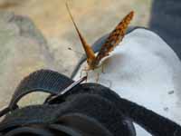 A very friendly butterfly. (Category:  Rock Climbing)