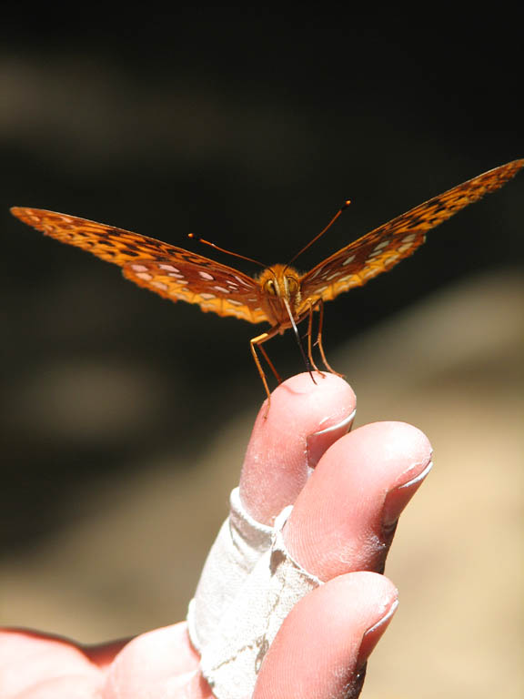 A very friendly butterfly. (Category:  Rock Climbing)