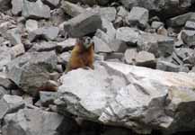 Marmot (Category:  Rock Climbing)