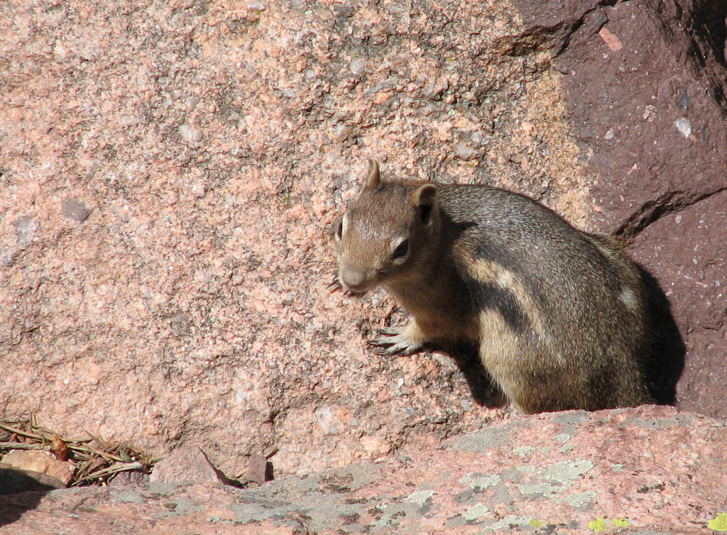 Chipmunk (Category:  Rock Climbing)