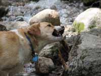 Brielle chewing a stick. (Category:  Rock Climbing)