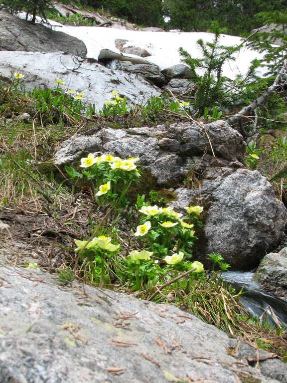 South Boulder Creek trail to Roger's Pass. (Category:  Rock Climbing)