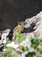 Chipmunk hanging out on 5.8 terrain. (Category:  Rock Climbing)