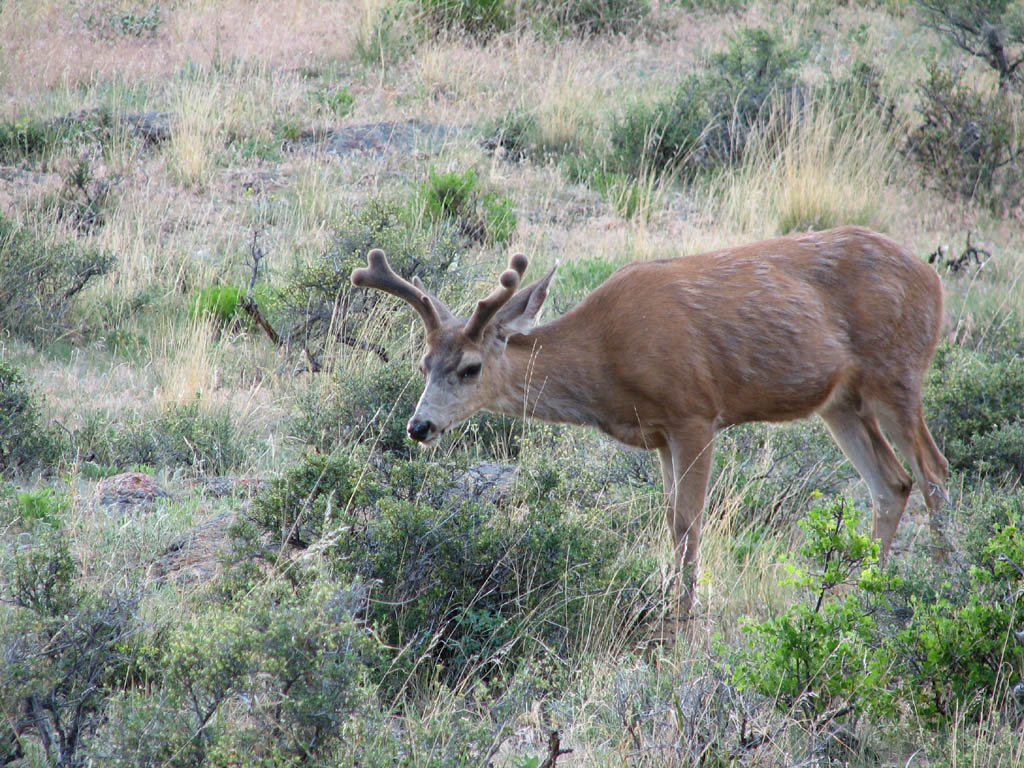 Elk (Category:  Rock Climbing)