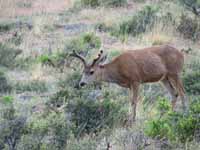 Elk (Category:  Rock Climbing)