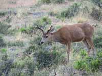 Elk (Category:  Rock Climbing)