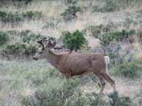 Elk (Category:  Rock Climbing)