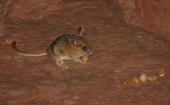 Fivel the mouse enjoying some peanuts. (Category:  Rock Climbing)