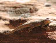 Lizard (Category:  Rock Climbing)