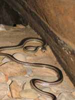 Snake in Keyhole Slot Canyon. (Category:  Rock Climbing)