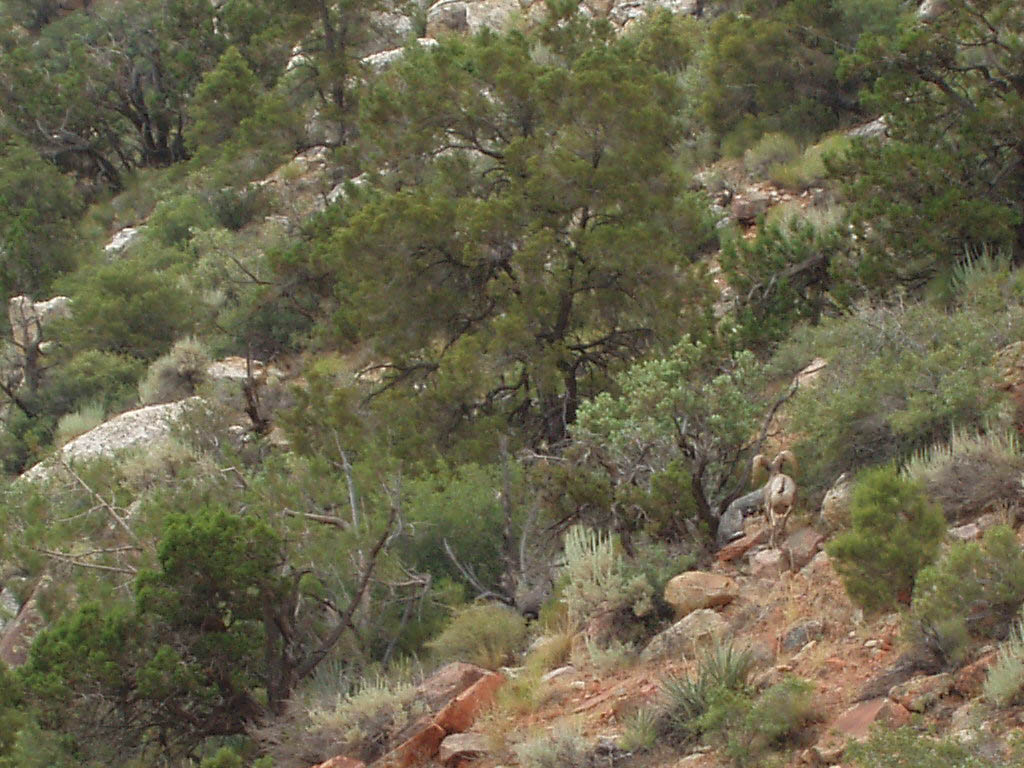 Big Horn Sheep (lower right corner). (Category:  Rock Climbing)