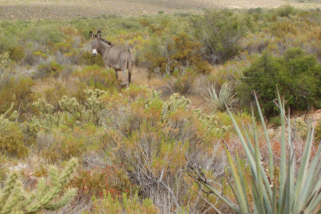 Wild burros are seen and heard all over the Red Rocks Conservation Area. (Category:  Rock Climbing)