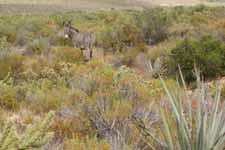 Wild burros are seen and heard all over the Red Rocks Conservation Area. (Category:  Rock Climbing)