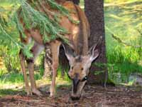Deer (Category:  Rock Climbing)