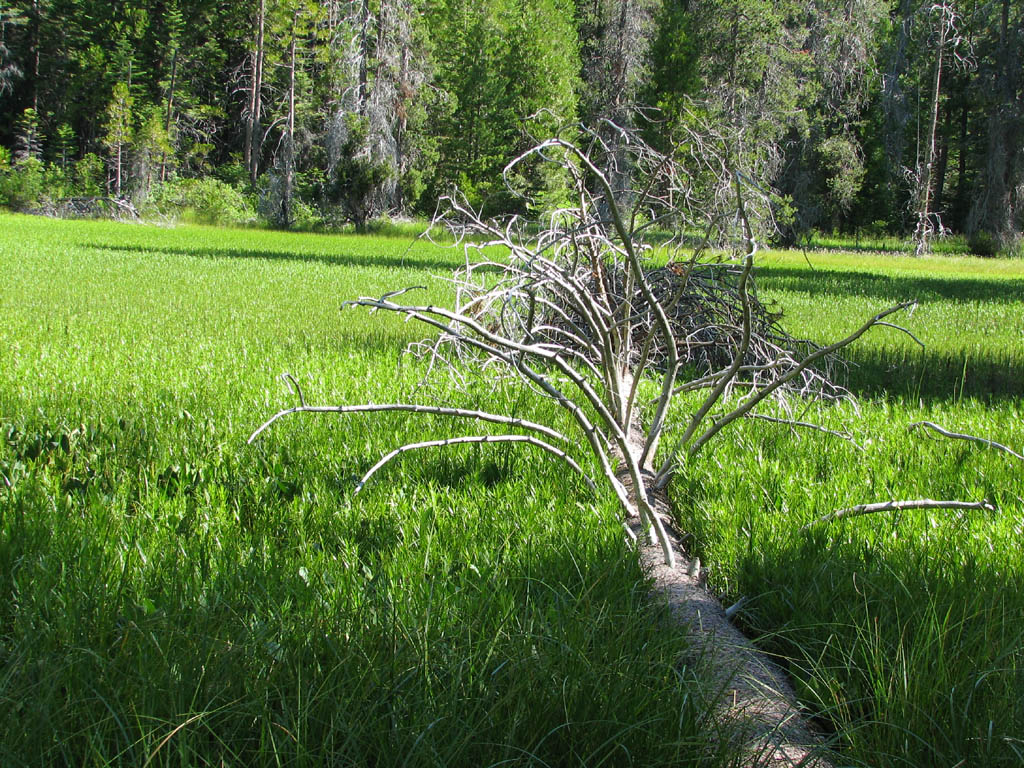 Swamp just south of Half Dome. (Category:  Rock Climbing)