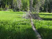 Swamp just south of Half Dome. (Category:  Rock Climbing)