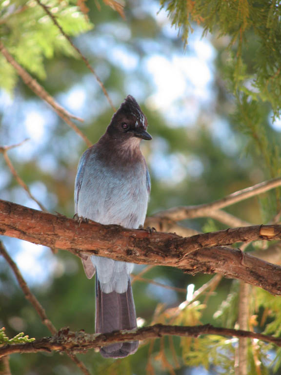 Bluebird (Category:  Rock Climbing)