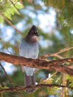 Bluebird (Category:  Rock Climbing)