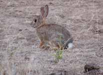 Bunny (Category:  Rock Climbing)