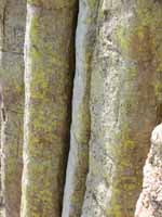 The vertical chimneys of Devil's Tower.  The tower is the hardened cone of an old volcano which has since eroded away. (Category:  Rock Climbing)