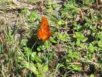 Butterfly (Category:  Family)