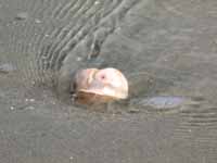 Seashell in the Atlantic Ocean. (Category:  Family)