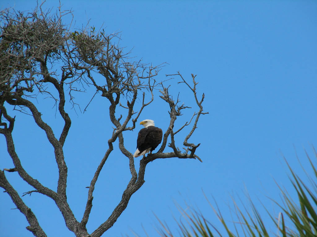 Eagle (Category:  Family)