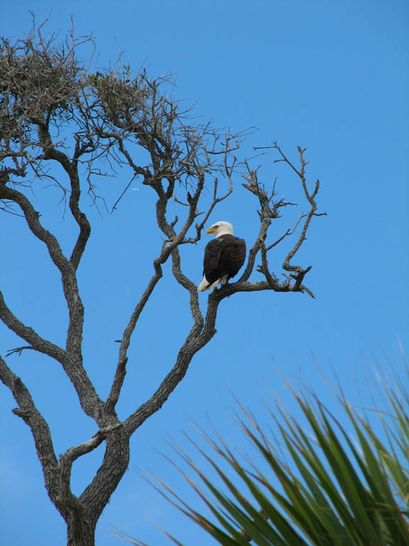 Eagle (Category:  Family)