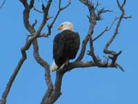 Eagle (Category:  Family)