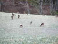 There were more deer at Stone Mountain than I've seen anywhere else in my life.  Once we saw a herd which looked to be over 100 animals. (Category:  Rock Climbing)